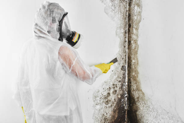 Best Attic Mold Remediation in Rogers, MN