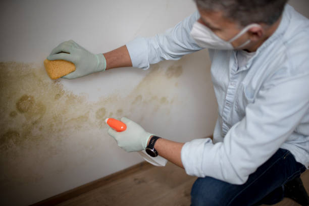 Best Residential Mold Remediation in Rogers, MN