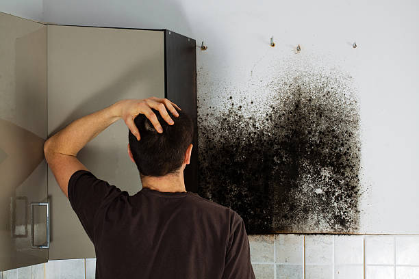 Professional Mold Remediation in Rogers, MN
