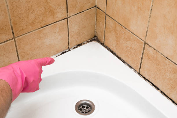 Best Emergency Mold Remediation in Rogers, MN