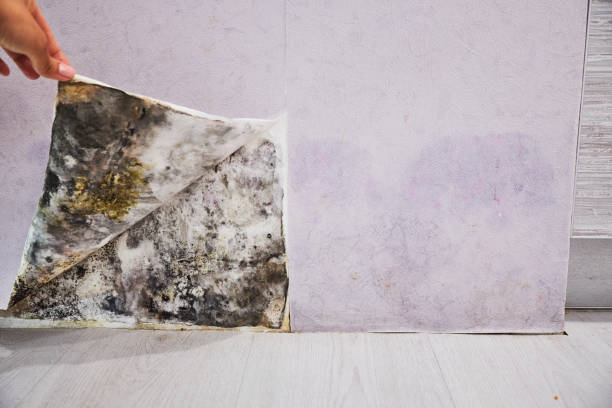 Best Bathroom Mold Remediation in Rogers, MN